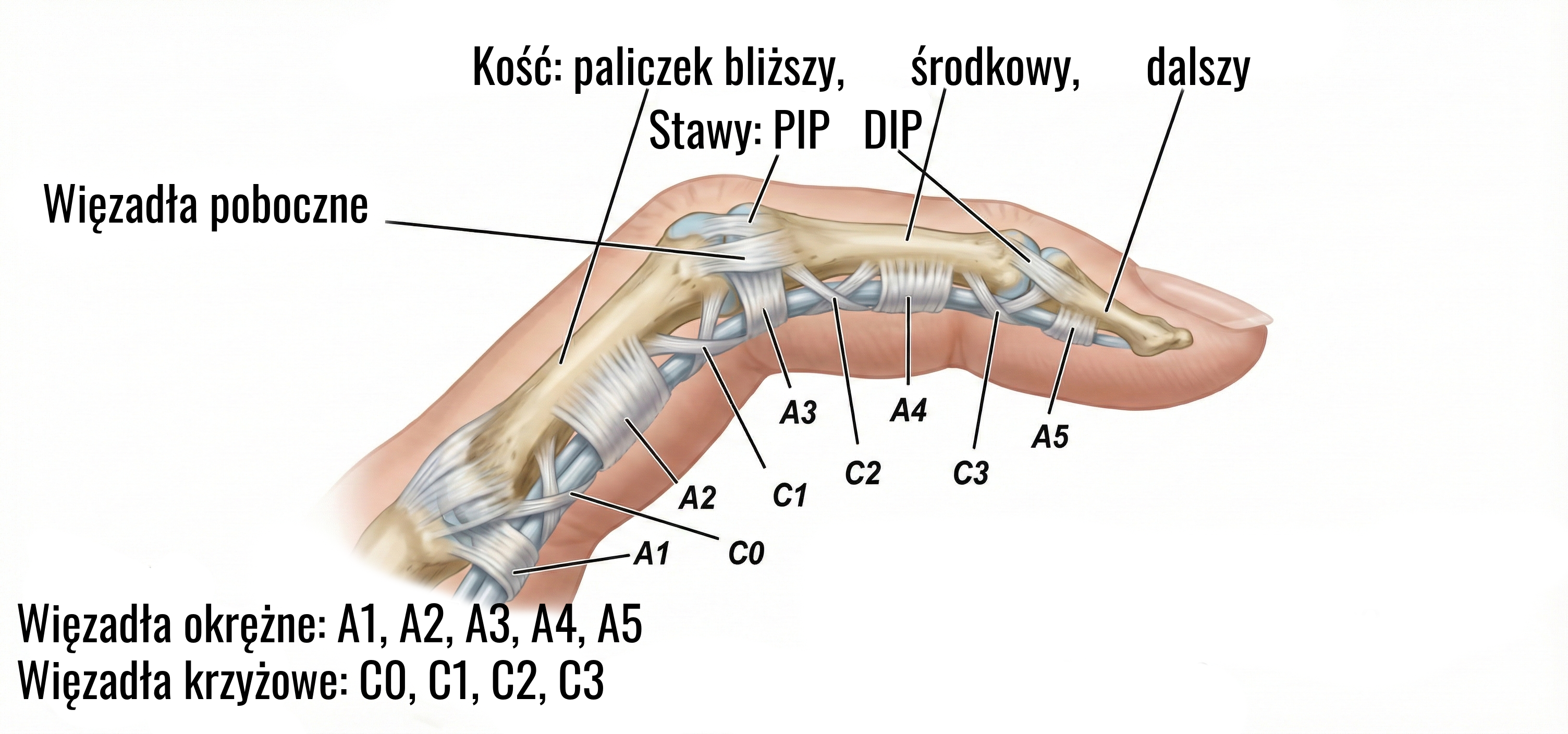 Anatomia palca — troczki i paliczki